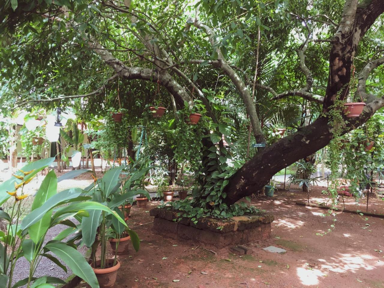 Palm Grove Service Villa Kochi Buitenkant foto