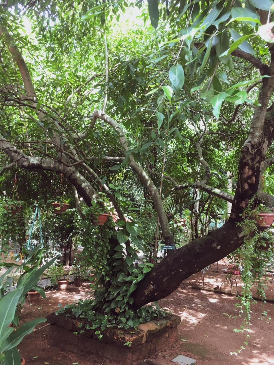 Palm Grove Service Villa Kochi Buitenkant foto